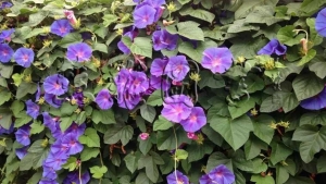 泻下药——峻下逐水药