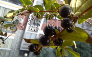 清热药——清热解毒药