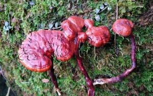 安神药——养心安神药