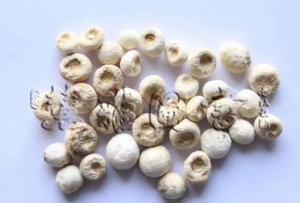 第十四章 化痰止咳平喘药——温化寒痰药