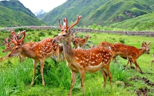 第十五章 补益药——补阳药