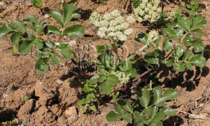 第十五章 补益药——补阴药